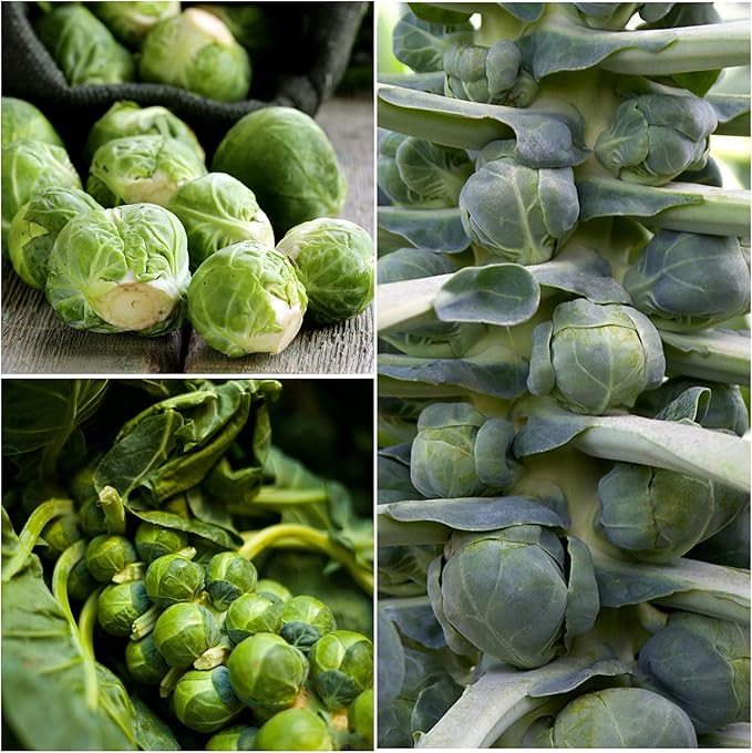 Seed Needs, Long Island Improved Brussels Sprout Seeds - 500 Heirloom Seeds for Planting Brassica oleracea - Non-GMO & Untreated for an Outdoor Garden (1 Pack)