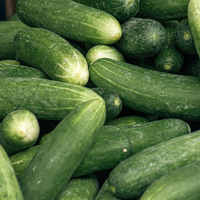 Seed Needs Cucumber Seeds for Planting Spacemaster 80 Cucumbers - Non-GMO Heirloom & Untreated Vegetable Seed to Plant an Outdoor Home Grown Veggie Garden (1 Pack)