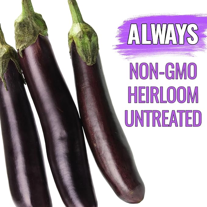 Seed Needs Eggplant Seeds for Planting Long Purple Eggplants - Non-GMO Heirloom & Untreated Annual Crops - Grow a Home Grown Vegetable Garden Outdoors (1 Pack)