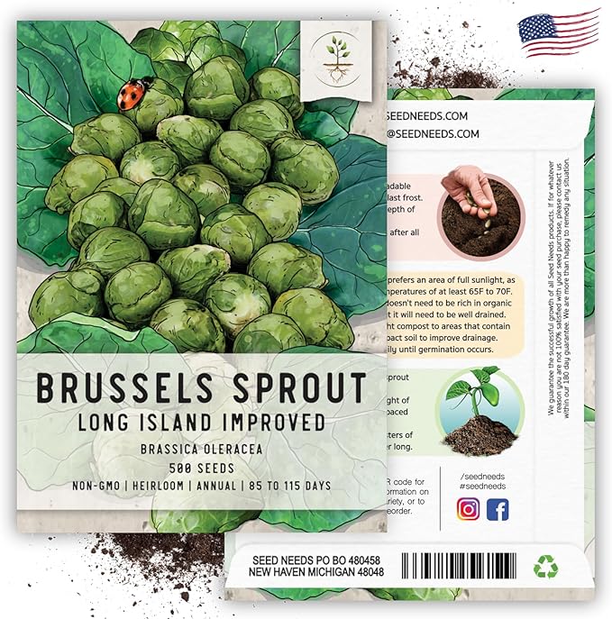 Seed Needs, Long Island Improved Brussels Sprout Seeds - 500 Heirloom Seeds for Planting Brassica oleracea - Non-GMO & Untreated for an Outdoor Garden (2 Packs)