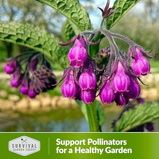 Comfrey Seeds for Planting - Symphytum Officinale Medicinal Perennial Herb for Compost Tea & Natural Skincare - True Slippery Root Non-GMO Heirloom - Survival Garden Seeds (2 Pack)