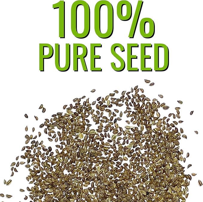 Seed Needs Celery Seeds for Planting Utah 52-70 Celery - Non-GMO, Heirloom & Untreated - Grow a Home Grown Outdoor Vegetable Garden for Fresh Produce (5 Packs)