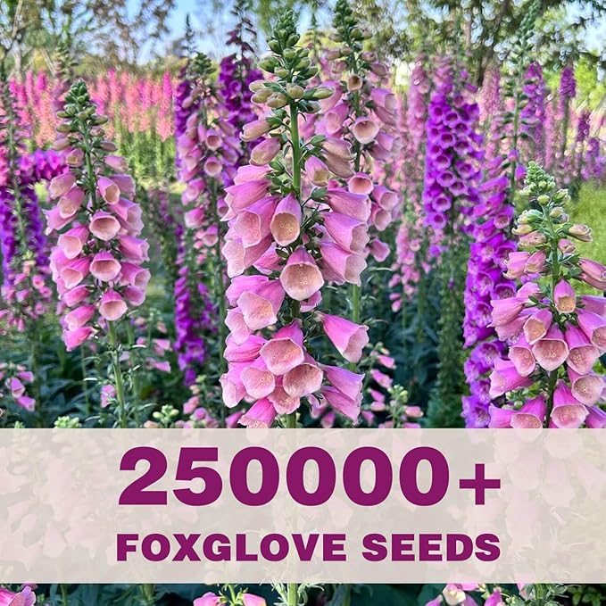 250,000+ Foxglove Seeds Bulk Pack - Tall Spire Blooms, Mixed Colors for Garden Borders, Easy Planting for Home Gardening - Ideal for Backyard Flower Beds, Landscaping, and Pollinator-Friendly Gardens