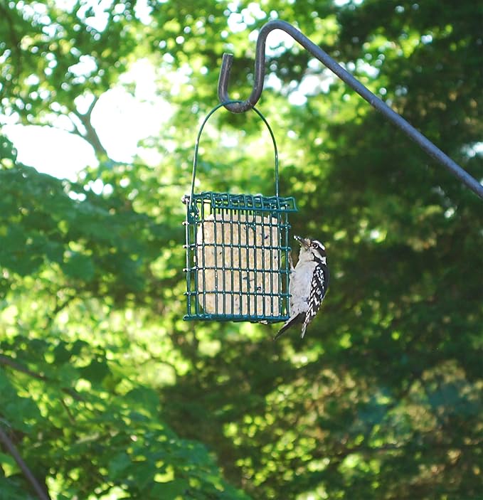 Wildlife Sciences Suet Feeder Cage Suet Cake Combo for Wild Birds | Includes 1 Suet Feeder and 11 Ounce Nuts and Berry Cake