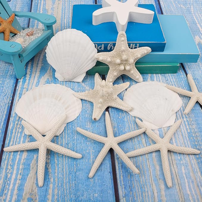 15 PCS Starfish and Scallop Shells, 2"-4" Natural Seashells White Seashells Large Seashells for Crafts Wedding Decor Beach Theme Party, Fish Tank and Vase Filler