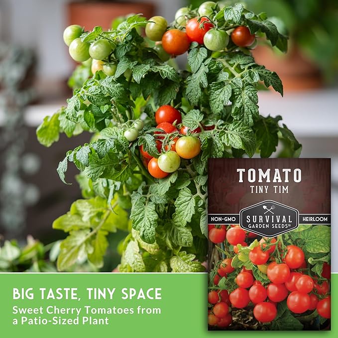 Tiny Tim Tomato Seeds - Dwarf Cherry Tomatoes for Planting Indoors or Patio, Compact Heirloom Variety for Containers, High Yield, Non-GMO - Survival Garden Seeds (1 Pack)