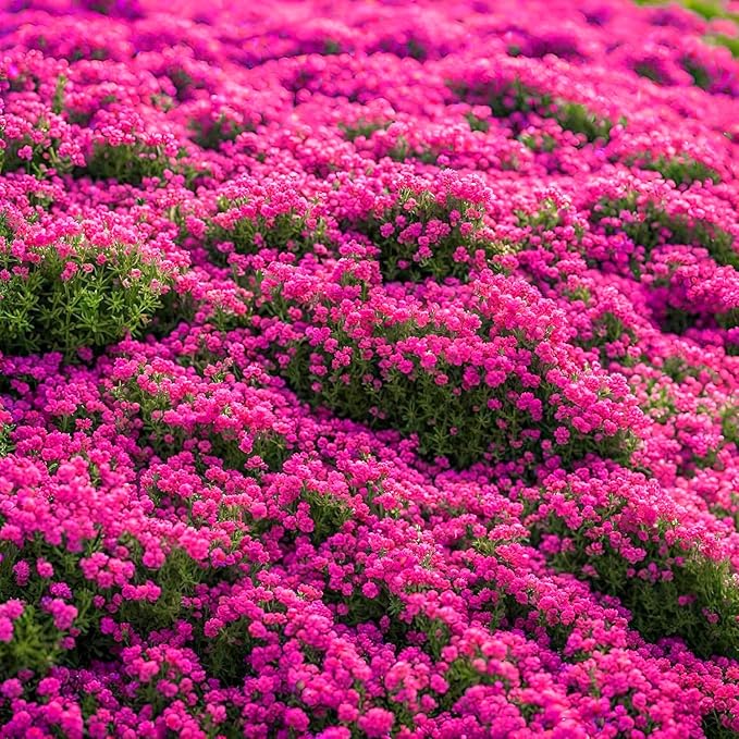 20000pcs Creeping Thyme Seeds for Planting Perennial Ground Cover Plants Heirloom Flowers Non-GMO Thymus Serpyllum Seed