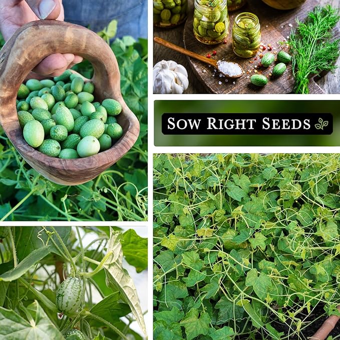 Sow Right Seeds - Cucamelon Seeds for Planting - Non-GMO Heirloom Packet with Instructions to Plant an Outdoor Home Vegetable Garden - Mini Bitter Mouse Melon, Mexican Sour Gherkin - Rare Variety (3)