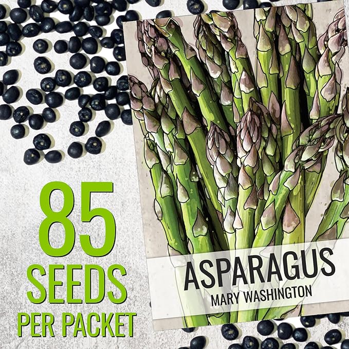 Seed Needs Asparagus Seeds for Planting Mary Washington Asparagus - Non-GMO Heirloom & Untreated Perennial Vegetable Seed to Plant an Outdoor Home Grown Garden (2 Packs)