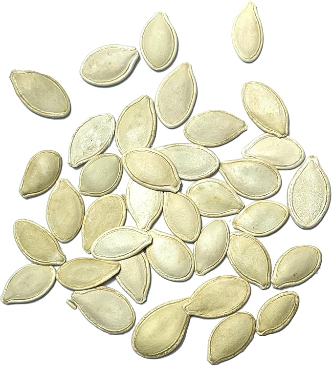 Seed Needs Pumpkin Seeds for Planting Small Sugar Pie Pumpkins - Non-GMO Heirloom & Untreated Vegetable Seeds to Plant a Home Grown Vegetable Garden/Pumpkin Patch (1 Pack)