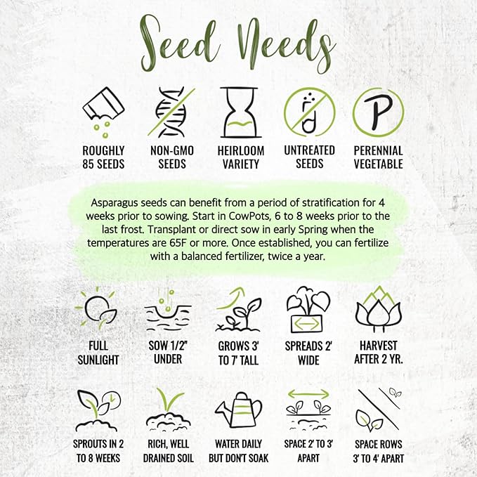 Seed Needs Asparagus Seeds for Planting Mary Washington Asparagus - Non-GMO Heirloom & Untreated Perennial Vegetable Seed to Plant an Outdoor Home Grown Garden (5 Packs)