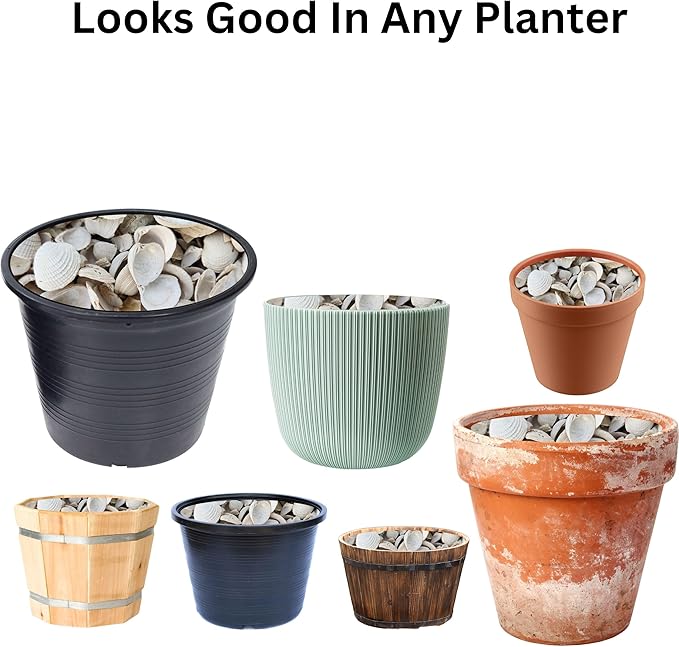 Versatile Shells for Outdoor Landscaping - Ideal Decorative Rocks for Plants Indoor & Outdoor, White Shell, Landscaping Stones. Half-Quart