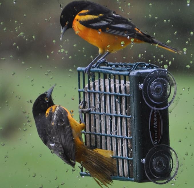 Kettle Moraine Window Mount Single Suet Cake Woodpecker Bird Feeder