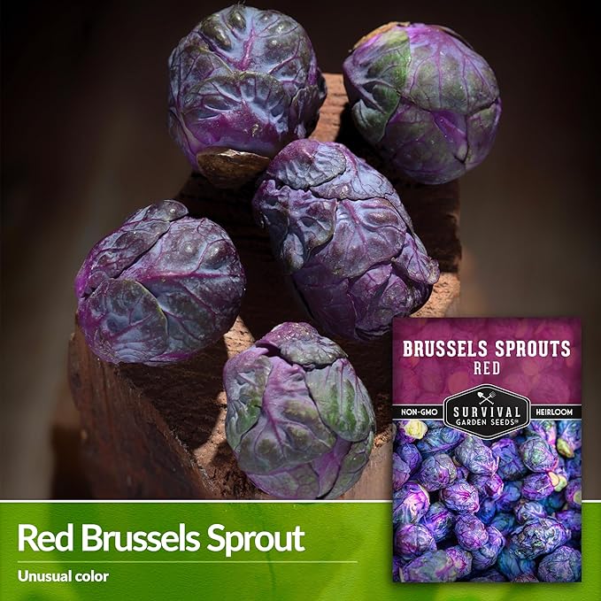 Red Brussels Sprout Seeds | Heirloom Non-GMO Purple Brussel Sprouts, Cold Hardy Garden Vegetable, Unique Exotic Variety - Survival Garden Seeds (5 Packs)