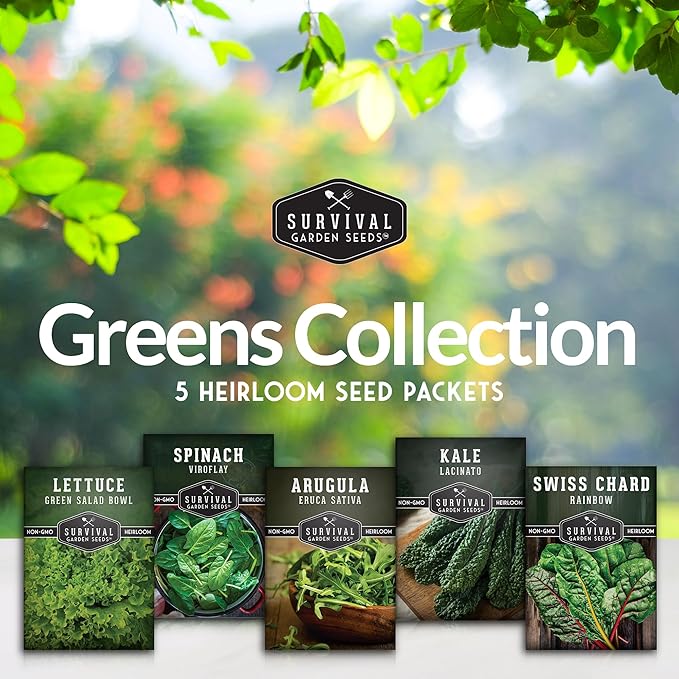 Leafy Greens Seeds Variety Pack – 5 Heirlooms: Viroflay Spinach, Arugula, Lacinato Kale, Salad Bowl Lettuce & Rainbow Swiss Chard – Cool Season Garden Collection - Survival Garden Seeds