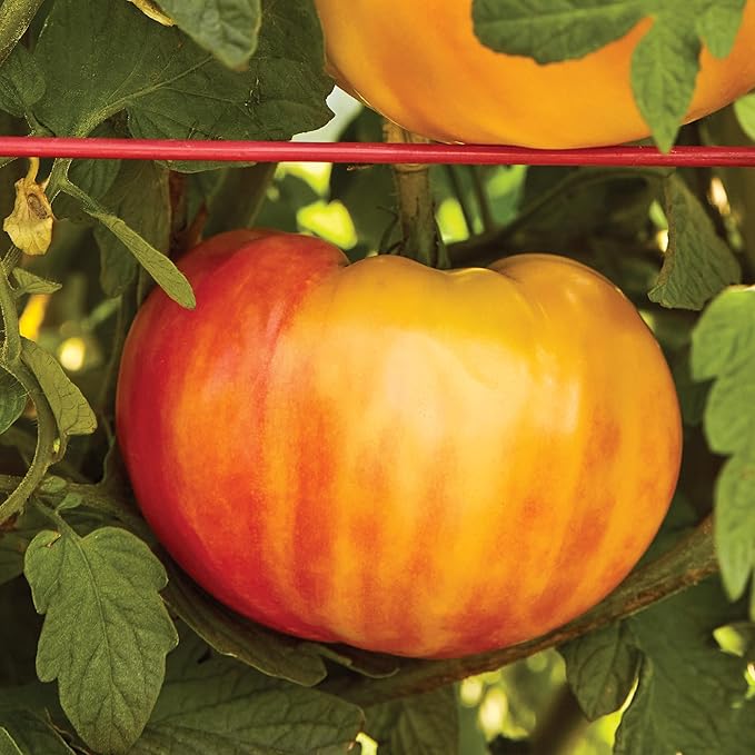 Burpee 'Mr. Stripey' Heirloom Tomato Seeds - Non-GMO, Indeterminate, Heirloom, Beefsteak Slicing Tomato, 30mg Seed Packet for Home Garden