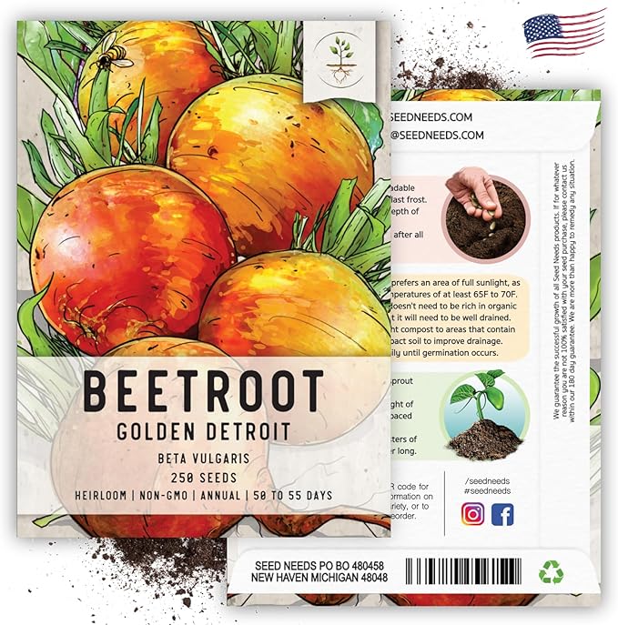 Seed Needs, Golden Detroit Beet Seeds - 250 Heirloom Seeds for Planting Beta vulgaris - Grow an Outdoor Garden Non-GMO & Untreated (1 Pack)