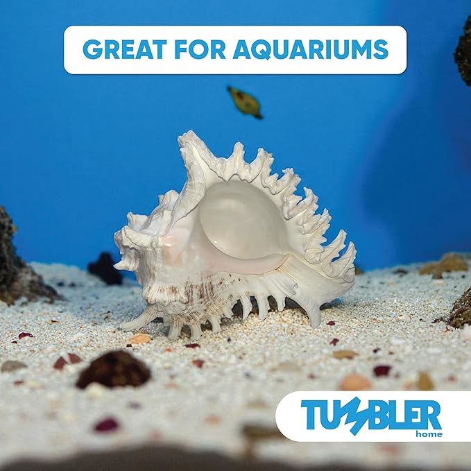 Tumbler Home Large Conch Sea Shells for Decorating or Fish Tank, Coastal & Nautical Decor, Air Plant Holder, Aquarium Ornaments, Big Sea Shell, Decorative Seashells, Beach Party Decor (Murex)