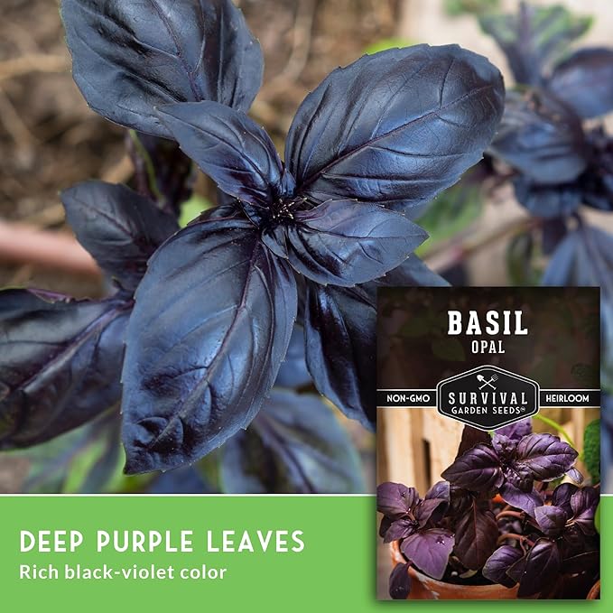 Opal Basil Seeds for Planting - Dark Opal Basil with Purple Leaves - Unique Herb Seed Variety - Heirloom, Non-GMO Herbs for Home Gardens - Survival Garden Seeds (1 Pack)