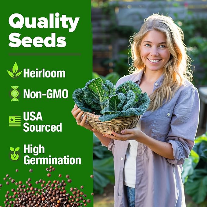 HOME GROWN Collard Greens Georgia Southern 300+ Heirloom Non GMO Seeds for Planting, High Germination, Heat & Cold Tolerant, Slow to Bolt, Nutritious Leafy Greens, Southern Cooking (Brassica oleracea)
