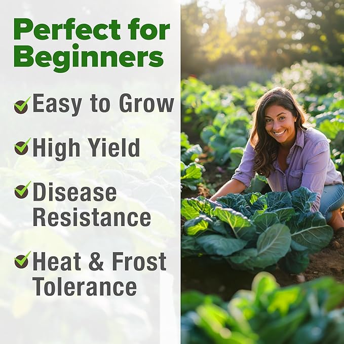 HOME GROWN Collard Greens Georgia Southern 300+ Heirloom Non GMO Seeds for Planting, High Germination, Heat & Cold Tolerant, Slow to Bolt, Nutritious Leafy Greens, Southern Cooking (Brassica oleracea)