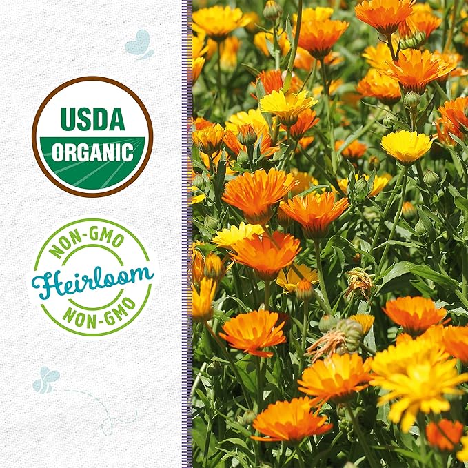 Back to The Roots 100% Organic Seed Packet - Calendula 'Pacific Beauty' 300mg