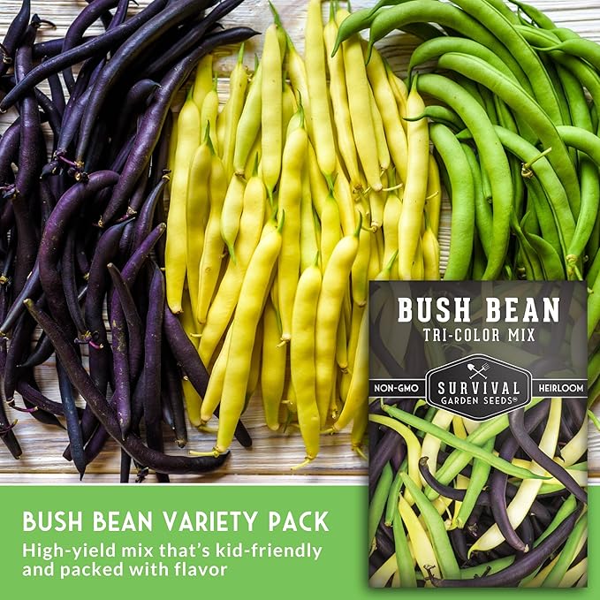 Survival Garden Seeds - Tri-Color Bean Seed for Planting - 2 Packs with Instructions to Plant and Grow Yellow, Purple, and Green Bush Beans in Your Home Vegetable Garden - Non-GMO Heirloom Variety