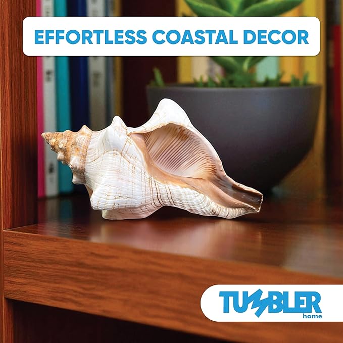 Tumbler Home Large Conch Sea Shells for Decorating or Fish Tank, Coastal & Nautical Decor, Air Plant Holder, Aquarium Ornaments, Big Sea Shell, Decorative Seashells, Beach Party Decor (Fox)