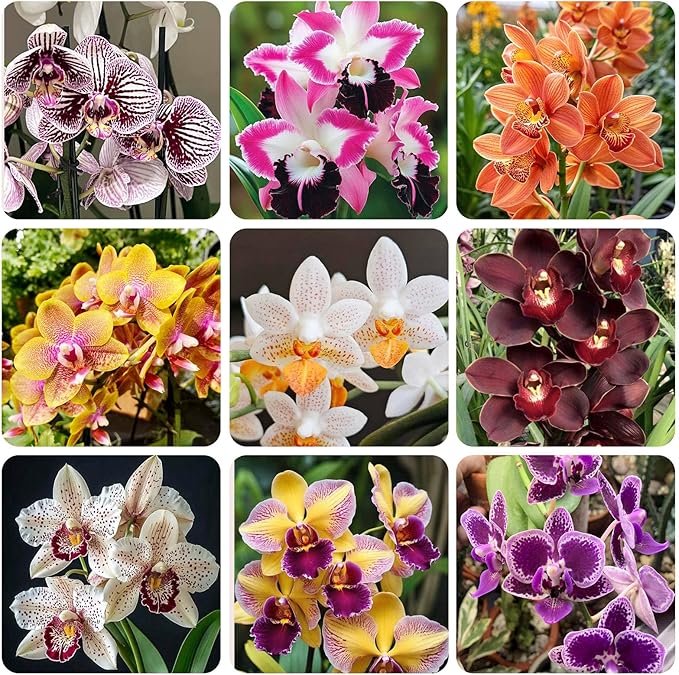 110+ Mix Orchid Seeds for Planting in Home Garden-Non-GMO Heirloom Plant Seeds Garden Outdoor