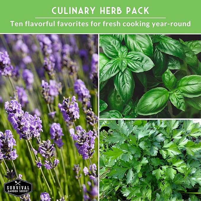 Herb Seeds Variety Pack | 10 Culinary Herbs for Planting – Basil, Cilantro, Lavender, Dill, Parsley, Oregano, Thyme, Sage, Chives, Marjoram – Indoor Kitchen Herb Kit – Survival Garden Seeds