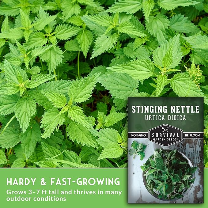 Stinging Nettle Seeds for Planting - Urtica Dioica Medicinal Herb & Edible Perennial - Common Nettle for Tea, Cooking & Wellness - Heirloom Non-GMO - Survival Garden Seeds (5 Packs)
