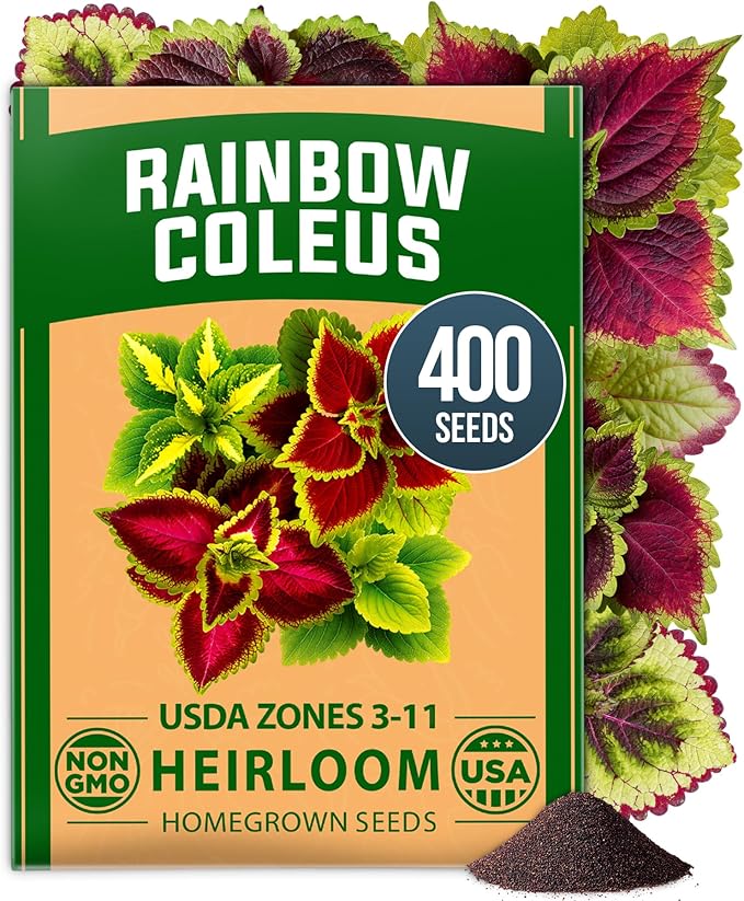 HOME GROWN Coleus Rainbow Seeds – 400 Count 0.04 oz Flower Seed, Coleus scutellarioides 'Rainbow', Indoor Plant Seeds for Containers, Shade Gardens, Decorative Multicolor Foliage