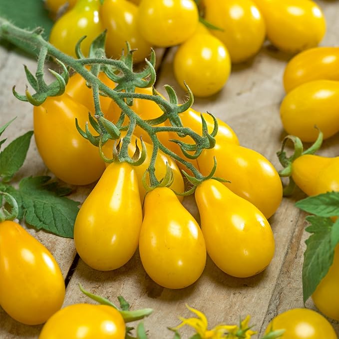 Burpee 'Yellow Pear' Heirloom Tomato Seeds - Non-GMO, Indeterminate, Heirloom, Cherry Tomato, 200mg Seed Packet for Home Gardening