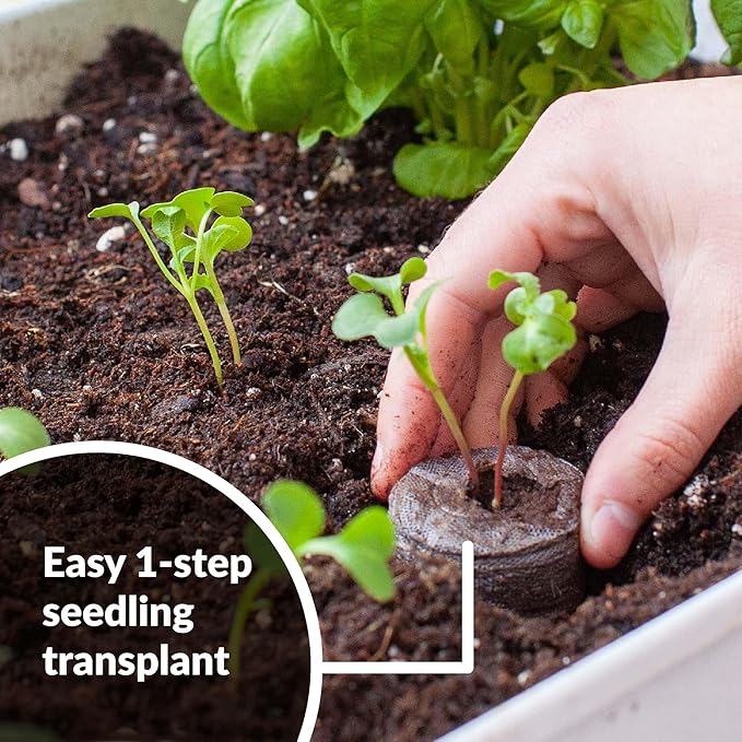Jiffy Plant Germination Kit - Seed Starter Tray with Lettuce Seeds, 36 Cell, 2 Pack - Plastic