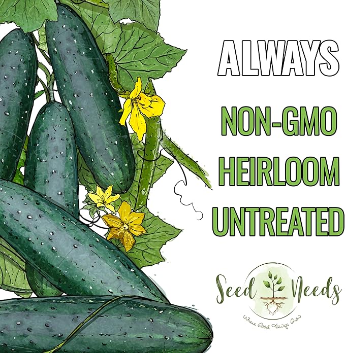 Seed Needs Cucumber Seeds for Planting Spacemaster 80 Cucumbers - Non-GMO Heirloom & Untreated Vegetable Seed to Plant an Outdoor Home Grown Veggie Garden (1 Pack)