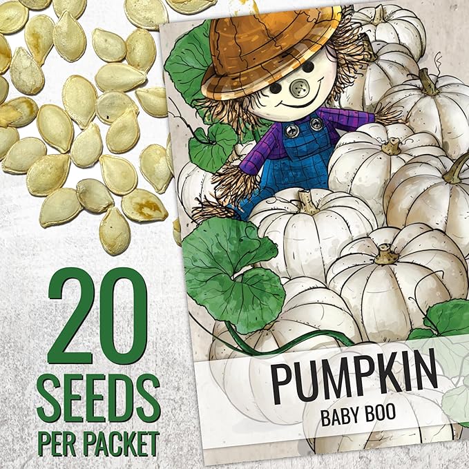 Seed Needs Pumpkin Seeds for Planting a Collection of Mini Pumpkins - Non-GMO Heirloom & Untreated Pumpkin Seed to Plant an Outdoor Pumpkin Patch - Baby Boo & Jack Be Little