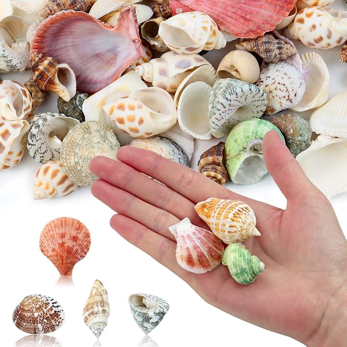 200 Pcs Sea Shells Bulk Mixed Ocean Beach Seashells for Kids, Various Sizes Natural Sea Shell for Crafts, Home Decorations, Beach Theme Party, Wedding Decor, DIY Crafts, Crafting Shells
