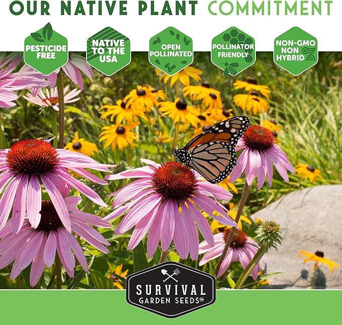 Survival Garden Seeds - Spotted Joe Pye Weed Seeds for Planting | Eutrochium maculatum | Butterfly Magnet | Perennial North American Native Wildflower - 1 Pack