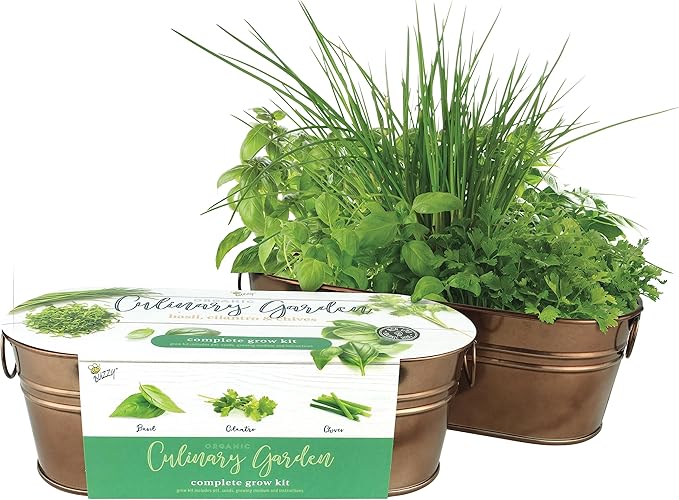 BUZZY Organic Windowsill Grow Kit – Copper Culinary Garden with Basil, Cilantro, and Chives, Grow Fresh Herbs Indoors, DIY Herb Starter Kit and Seed Kit, Unique Gardening Gift for Home and Parties