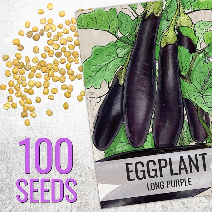 Seed Needs Eggplant Seeds for Planting Long Purple Eggplants - Non-GMO Heirloom & Untreated Annual Crops - Grow a Home Grown Vegetable Garden Outdoors (1 Pack)