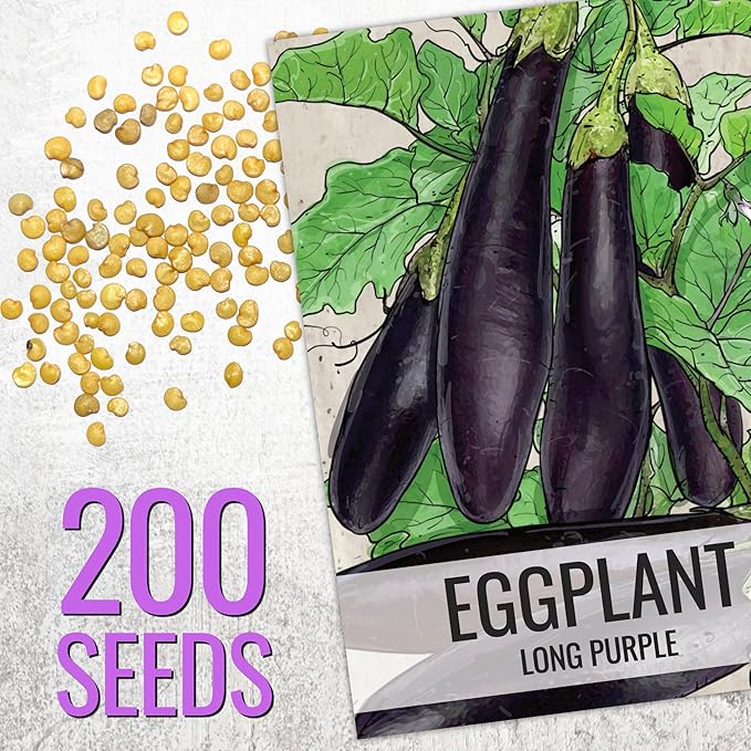 Seed Needs Eggplant Seeds for Planting Long Purple Eggplants - Non-GMO Heirloom & Untreated Annual Crops - Grow a Home Grown Vegetable Garden Outdoors (2 Packs)