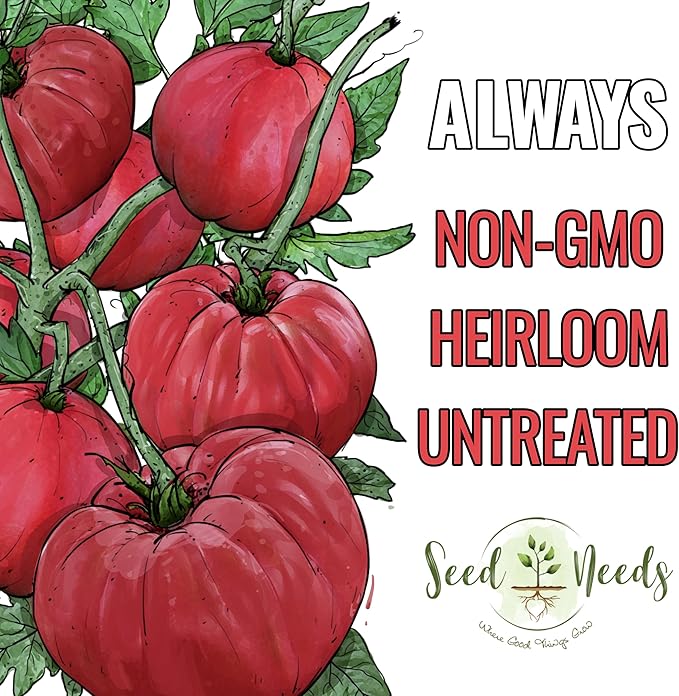 Seed Needs Tomato Seeds for Planting Indeterminate True Beefsteak Tomatoes - Non-GMO Heirloom & Untreated Vegetable Seed to Plant a Home Grown Outdoor Veggie Garden (1 Pack)