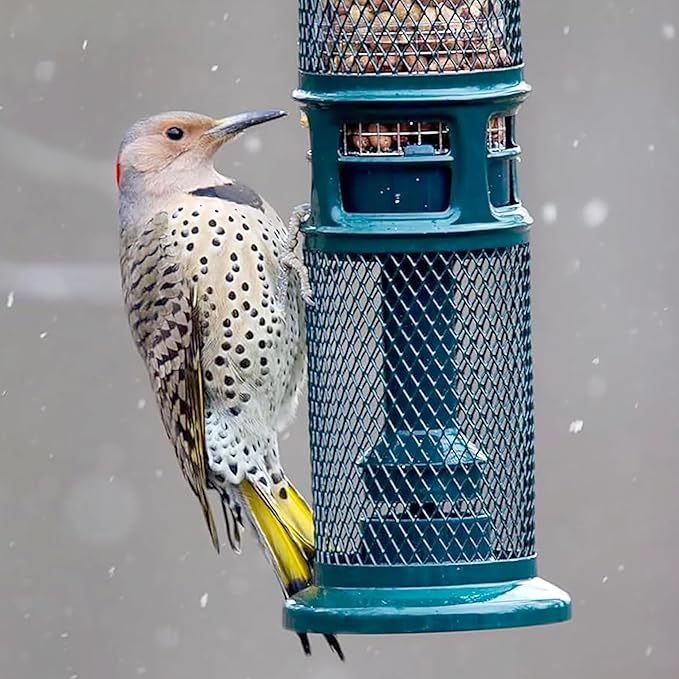 Squirrel Buster Nut Feeder Squirrel-Proof Bird Feeder for Nuts and Fruit, Two Meshes