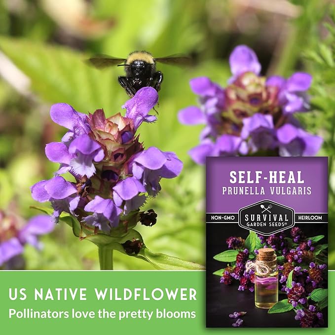 Self-Heal Seeds for Planting - Prunella Vulgaris (All-Heal, Selfheal) Hardy Perennial Ground Cover & Pollinator Wildflower, Non-GMO Heirloom Herb - Survival Garden Seeds (1 Pack)