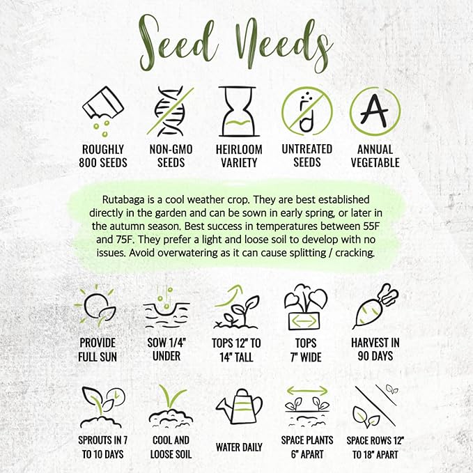 Seed Needs Rutabaga Seeds for Planting Purple Top Rutabagas - Non-GMO Heirloom & Open Pollinated Vegetable Seeds to Plant an Outdoor Home Grown Veggie Garden (5 Packs)