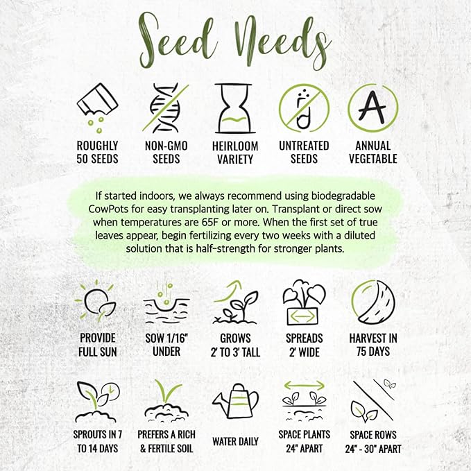 Seed Needs Purple Tomatillo Seeds for Planting - Non-GMO Heirloom & Untreated Annual Veggie Seed to Plant a Home Grown Vegetable Garden Outdoors (2 Packs)
