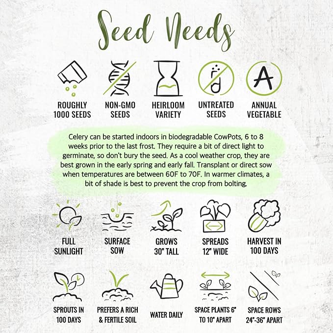 Seed Needs Celery Seeds for Planting Utah 52-70 Celery - Non-GMO, Heirloom & Untreated - Grow a Home Grown Outdoor Vegetable Garden for Fresh Produce (2 Packs)