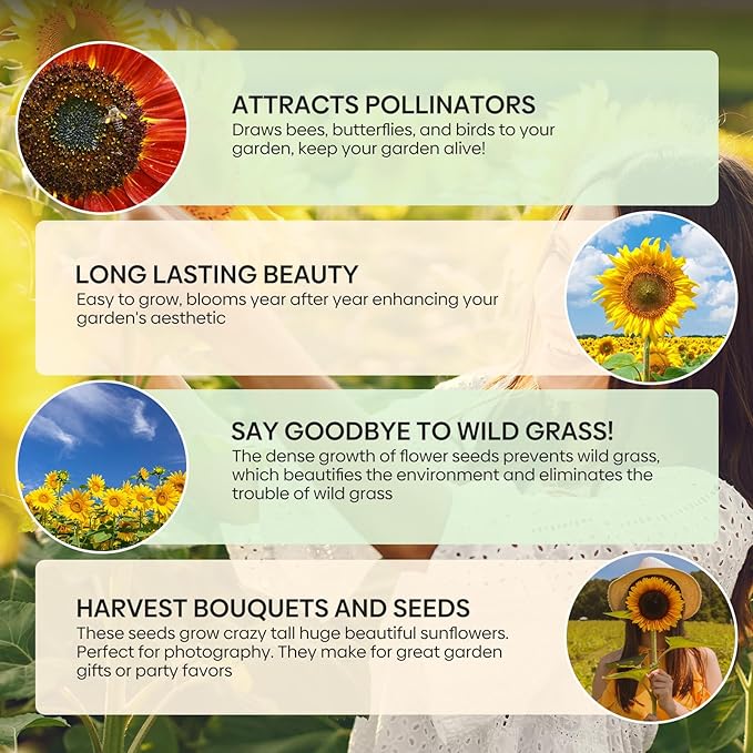 Sunflower Seeds for Planting, 15+ Varieties, 1 Oz, 300+ Mixed Seeds to Plant Colored Sunflower for Outdoors, Garden, Attracts Pollinators