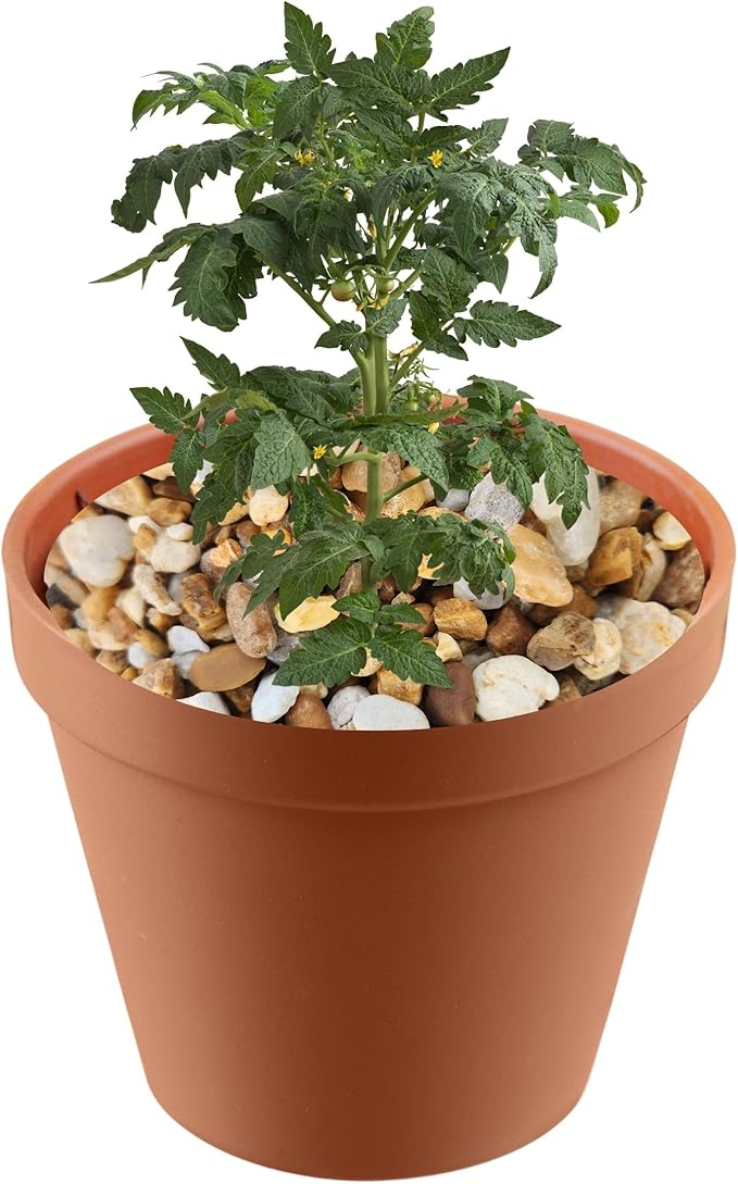 Versatile River Rocks & Garden Stones for Outdoor Landscaping - Ideal Decorative Rocks for Plants Indoor & Outdoor, Pea Pebbles, Landscaping Stones. 1 Quart