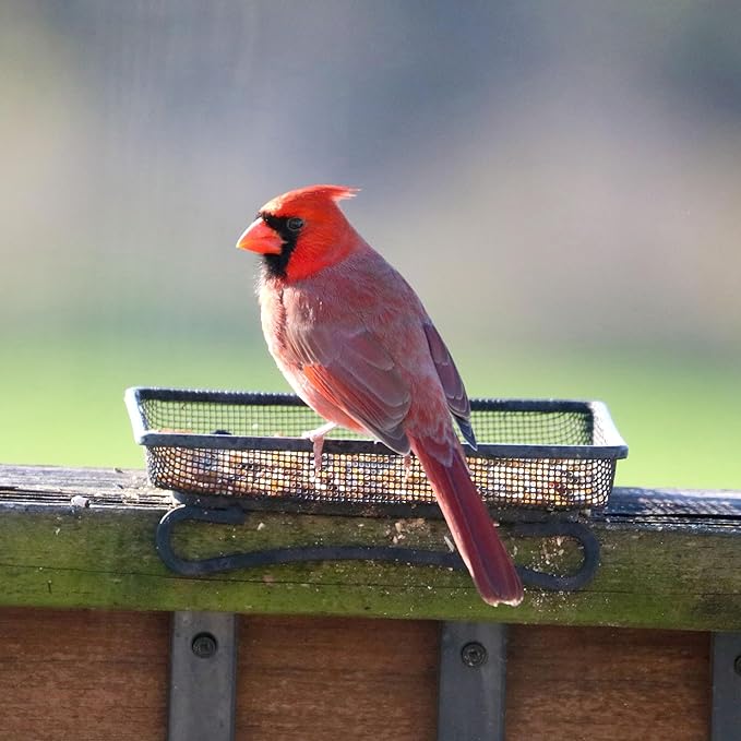 Wildlife and Bird Feeder, Deck and Ground Tray Feeder for Birds, Squirrels, Chipmunks, and Rabbits